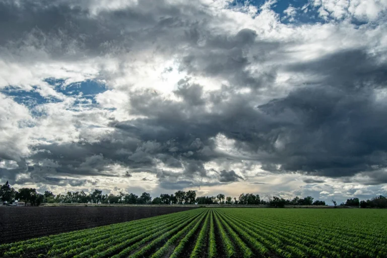 Meteorología para agricultura profesional: decisiones de riego, tratamientos y heladas con predicción de microclima